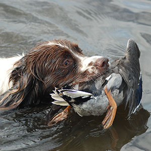 Hunting and Shooting at Presaddfed